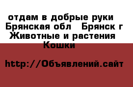 отдам в добрые руки - Брянская обл., Брянск г. Животные и растения » Кошки   